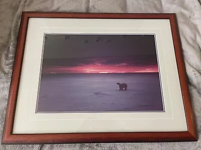 Polar Blaze Framed Photo By Thomas Mangelsen  signed 1991 Wildlife Photography  • $1300