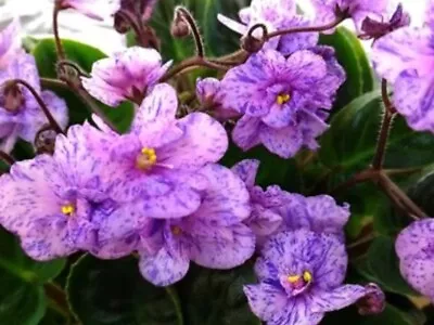 Sea Haze Trail African Violet Starter Plant Semi-miniature Trailer • $9