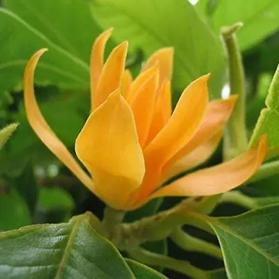 Michelia Champaca  Magnolia Champaca Champak Himalayan Champaca 10 Seeds • $13.99