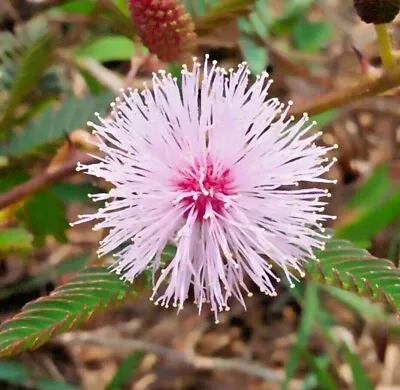  SENSITIVE PLANT Seeds BULK *FREE Shipping!* Mimosa Pudica Herb Shy Plant Seeds • $7.95