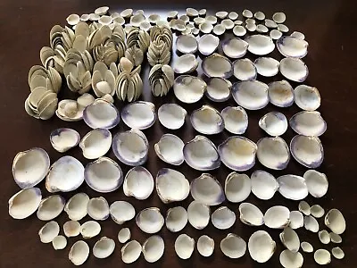 Lot Of 7 1/2 Lbs Quahog Hard Clam Shells 1 - 3 1/2  Collectible Craft Decorating • $22.50