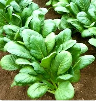 600+  Komatsuna Spinach Mustard Tendergreen Vegetable Seeds • $2