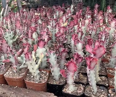 Ghost Cactus White Variegated Euphorbia Lactea Rare Cactus 4inch • $35