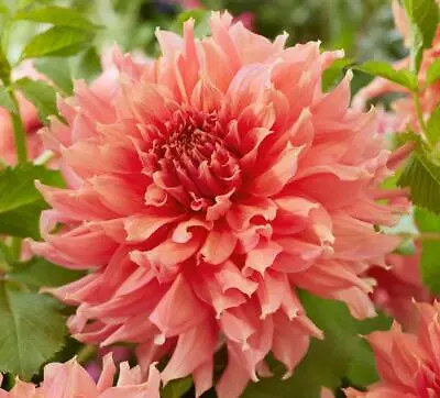 Dahlia Dinner Plate 'Fairway Spur' Tuber Pack X1   • £3.99