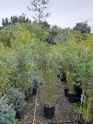 Fargesia Robusta CAMPBELL Bamboo 18L POTTED Plant Clumping Bamboo 175cm Tall • £89.99