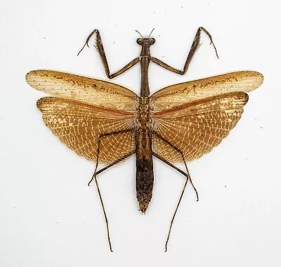 Mantidae -Mantis -Mantidae Sp -Tapah Hills Cameron Highland Malaysia (MS100-E) • $12.98