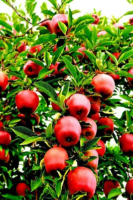 20 Paradise Apple Seeds (Malus Domestica) | Edible Fruit Tree Free Shipping USA • $3.95