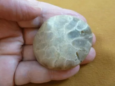 (F831-235) 1-3/4  Unpolished Petoskey Stone ANCIENT Coral Specimen MI State Rock • $15.99