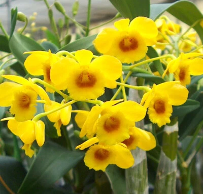 $65 • Buy Orchid Dendrobium Chrysotoxum  Mounted  Species