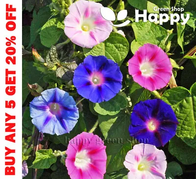£1.19 • Buy MORNING GLORY MIX - 160 SEEDS - Ipomoea Tricolor - ANNUAL CLIMBING FLOWER