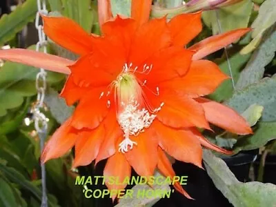 £4.99 • Buy EPIPHYLLUM COPPER HORN  (L)  Rooted POTTED Plant