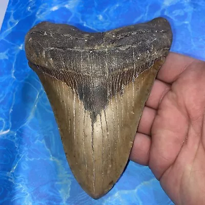 Megalodon Shark Tooth 5.85” Huge Teeth Meg Scuba Diver Direct Fossil Nc 2882 • $134.50