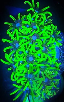 SAF~Green Star Polyp Coral “WYSIWYG” GSP Soft Corals Reef Clove Live • $19.99