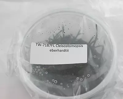 £76.91 • Buy FLASK Cleisostomopsis Eberhardtii