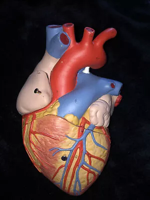 2xHuman Size Anatomical Heart Model 4 Part Medical Human Heart Anatomy Model USA • $350