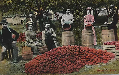 Vintage Postcard Hand-colored Fruits Mason County Ludington Michigan 1911 Fresh • $37.77