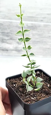 Dischidia Ruscifolia Variegata | Variegated Million Hearts Rare Plant- In 3  Pot • $12.99