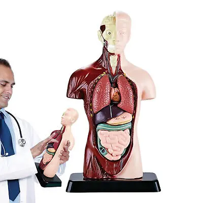 PVC Anatomical Human Torso Model Skeleton Model Medical Teaching Anatomy • $40.47