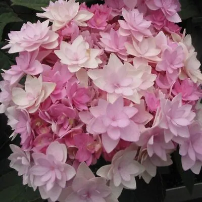 £8.95 • Buy Hydrangea Macrophylla 'Romance' XXL Jumbo Plug Plant - 24HR DISPATCH