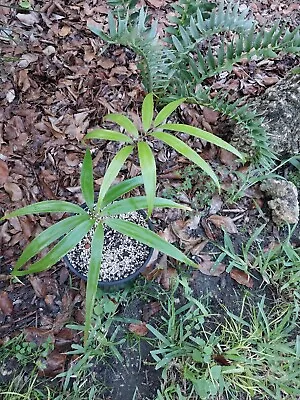 Rare Exotic Honduran Cycad Zamia Standeleyi • $50