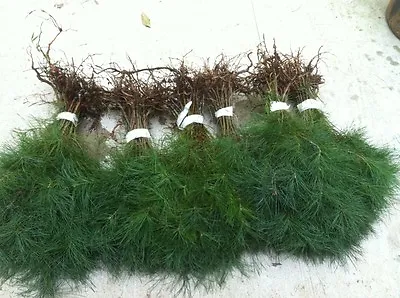 10 White Pine Sapling Trees 12 Inch Evergreen Seedling Transplants  #STX8 • $48.80