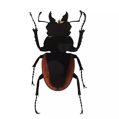 Taxidermy Specimen Beetle Odd Gifts Real Insects Bugs Beetles In Resin • $19.99