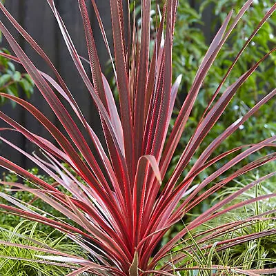 Cordyline Charlie Boy - Cabbage Palm | Evergreen Potted Grassy Shrub For Sale • £11.99