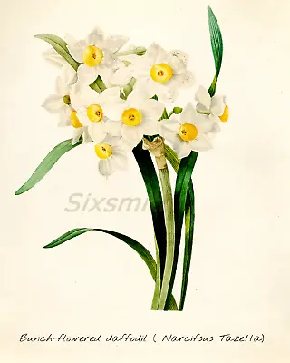 White Daffodils Vintage Botanical Drawing High Res Giclee 8x10 Print • $14.99