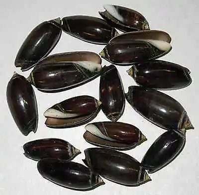Black Olive ~ Oliva Seashells ~ 1-1/2 -2 ~ (2 Shells) • $4.41