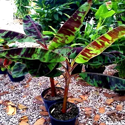 5 Red Tiger Darjeeling Banana Plant Tree Seeds (Musa Sikkimensis) Hardy-Zone 5 • $8.95