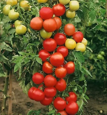 6x Tomato Moneymaker Plug Plants PREORDER. FREE P&P Delivery Feb 20th • £9.75