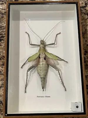 £38.45 • Buy Huge Malayan Jungle Nymph Heteropteryx 8x12x2 Display Box Taxidermy Bug Decor
