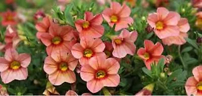 10 X  Trailing Petunias CALIBRACHOA Million Bells PEACH MORN   Pre Order • £12.99