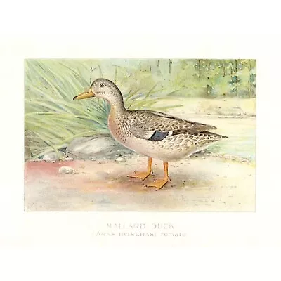 MALLARD DUCK Female - Original 1913 Vintage Color Bird Print - J L Ridgeway • $27.60