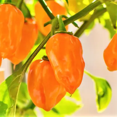 Orange Habanero Pepper Seeds | 350000 SHU Spicy Hot Scotch Bonnet Seed 2024 • $3.95
