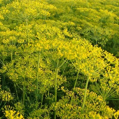 Dill Seeds 600 Fresh Dill Garden Herb Seeds - Easy Grow Plant UK Annual Salad • £1.99