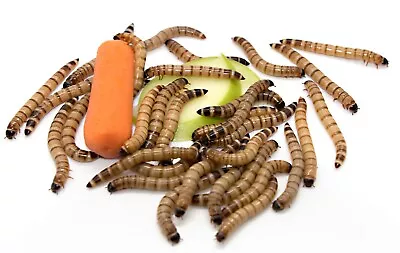 Freshinsects Live Superworms - 100% Organically Grown Large (1.5 -2 ) +Free Ship • $21.95
