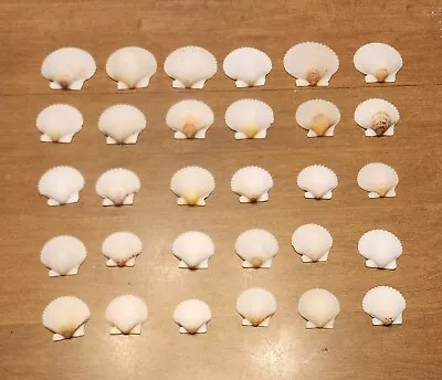 Lot Of 30 White Scallop Seashells • $5