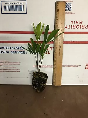 2 Coontie Palm - Live Plants • $39.97