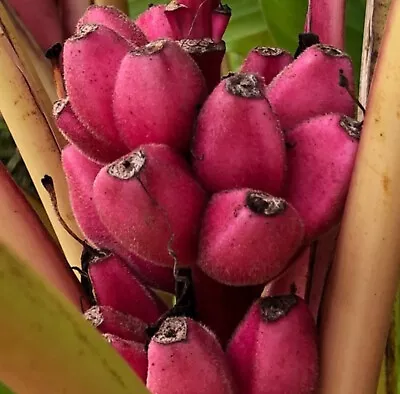 25+ Pink Banana Tree Seeds MUSA VELUTINA  Velvet • $11.95