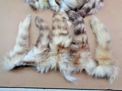 XL Tanned RaccoonTails/Crafts/Real USA Fur Tails/Harley Parts/Halloween Costume • $6