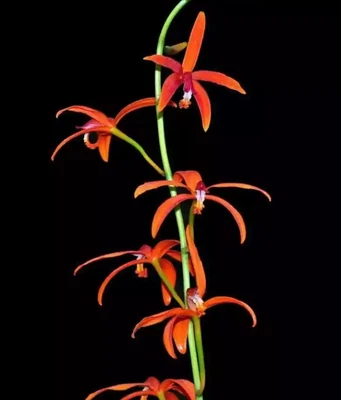 $29 • Buy AURO - Orchid Cattleya (Laelia) Sanguiloba - 50mm Species Seedling