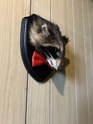 Raccoon Wall Mount Taxidermy Mummified Man Cave Funny For Him • $95