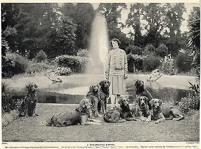 Golden Retriever Lady And Named Dogs Old Original Dog Print From 1934 • $9.95