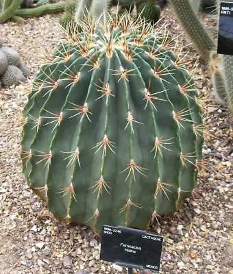 Ferocactus  Histrix - 15 / 50 / 100 Seeds - Mexico Barrel Cactus • £1.25