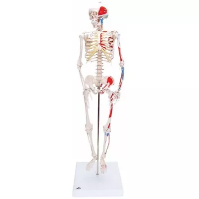 3B Scientific Anatomical Model A18/5 Mini Skeleton W/ Painted Muscles 1/2 Size • $294.95