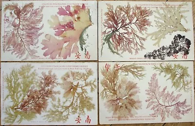 French Vietnam 1905 Postcard Set Of Four Marine Algae Seaweed Applied Novelty • $49.99