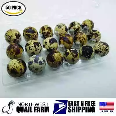 Jumbo Quail Egg Cartons 18 Cell (3x6) 50pcs - Secure Snap Close Fast Shipping • $29.95