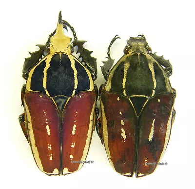 Unmounted Beetle/Cetoniidae - Mecynorrhina Torquata Ugandensis PAIR 9 • $45.43