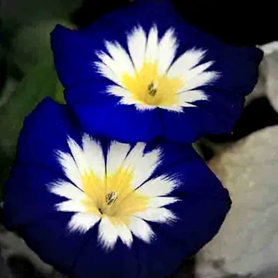 Morning Glory Hummingbird Mix Dwarf 25 Seeds Beautiful Flowering Vine Trellis Us • $2.99